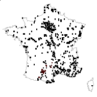 Chenopodium reticulatum Aellen - carte des observations