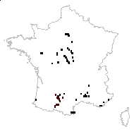 Chenopodium ambrosioides L. - carte des observations