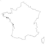 Chenopodium chenopodioides (L.) Aellen - carte des observations