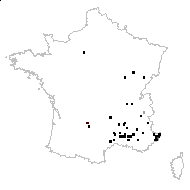 Caucalis grandiflora L. - carte des observations