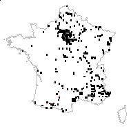 Pastinaca sativa L. - carte des observations