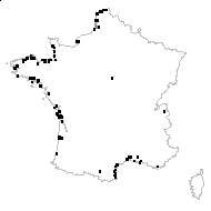 Salicornia europaea proles annua (Sm.) Rouy - carte des observations