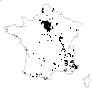 Pastinaca sativa subsp. urens (Req. ex Godr.) Celak. - carte des observations