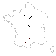 Apium segetum (L.) Dumort. - carte des observations