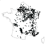 Cornus nudiflora Dumort. - carte des observations