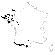 Sedum anglicum Huds. - carte des observations