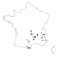 Anacampseros minor Jord. & Fourr. - carte des observations