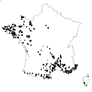 Cotyledon umbilicus L. - carte des observations