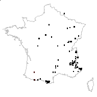 Cuscuta epicnidea Bernh. - carte des observations