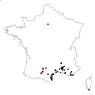 Scabiosa atropurpurea subsp. maritima (L.) Arcang. - carte des observations