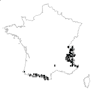 Azalea ferruginea (L.) Kuntze - carte des observations