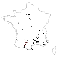Chamaesyce maculata (L.) Small - carte des observations