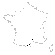 Adenocarpus complicatus (L.) J.Gay subsp. complicatus - carte des observations