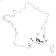 Coronilla minima var. major Hornung - carte des observations