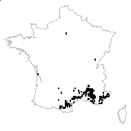Coronilla argentea L. - carte des observations