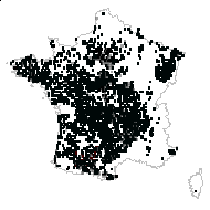 Genista hirsuta Moench - carte des observations