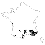 Genista hispanica L. - carte des observations