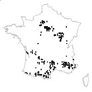 Seseli montanum L. subsp. montanum - carte des observations