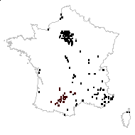 Lathyrus latifolius L. - carte des observations