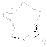 Lathyrus ochraceus Kitt. subsp. ochraceus - carte des observations