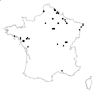 Sium lancifolium Schrank - carte des observations