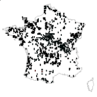 Agrostis affinis Kunth - carte des observations