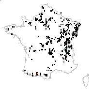 Moly latifolium Gray - carte des observations