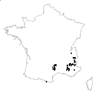 Primula maxima (L.) Kuntze - carte des observations