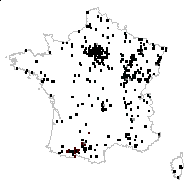 Anemone lutea Lam. - carte des observations