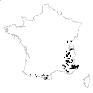 Asplenium fontanum (L.) Bernh. - carte des observations