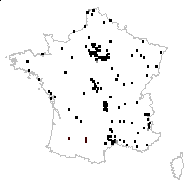 Atriplex patula var. salina (Desv.) P.Fourn. - carte des observations