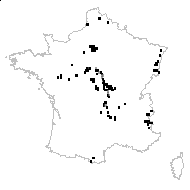 Berteroa incana var. prolifera DC. - carte des observations