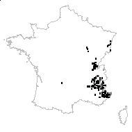 Buphthalmum salicifolium subsp. grandiflorum Bonnier & Layens - carte des observations