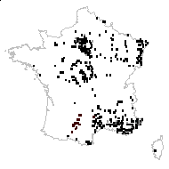 Campanula rapunculus L. - carte des observations