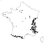 Carduus defloratus L. - carte des observations