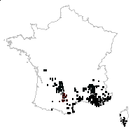 Carlina corymbosa L. - carte des observations