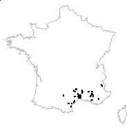 Centaurea collina L. - carte des observations