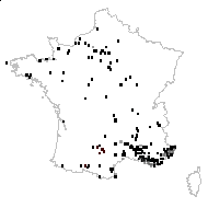 Ocymastrum rubrum (L.) Kuntze - carte des observations