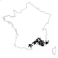 Coris monspeliensis L. - carte des observations