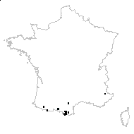 Coristospermum lucidum (Mill.) Reduron, Charpin & Pimenov - carte des observations