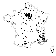 Sphaerocephalus multiflorus Kuntze - carte des observations