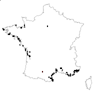 Smyrnium olusatrum L. - carte des observations