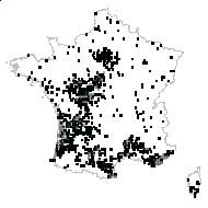 Ericodes scoparium (L.) Kuntze - carte des observations