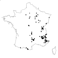 Gentiana cruciata L. subsp. cruciata - carte des observations