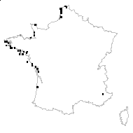 Honckenya peploides (L.) Ehrh. - carte des observations