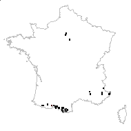 Aethionema longistylum Post - carte des observations