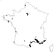 Lobularia maritima (L.) Desv. - carte des observations