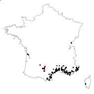 Pallenis spinosa (L.) Cass. - carte des observations