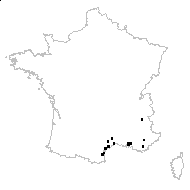 Pardoglossum cheirifolium (L.) Barbier & Mathez - carte des observations