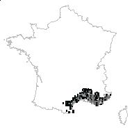 Pinus ceciliae Llorens & L.Llorens - carte des observations